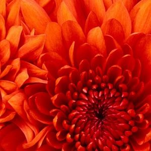 Meet your Posher, Chantal